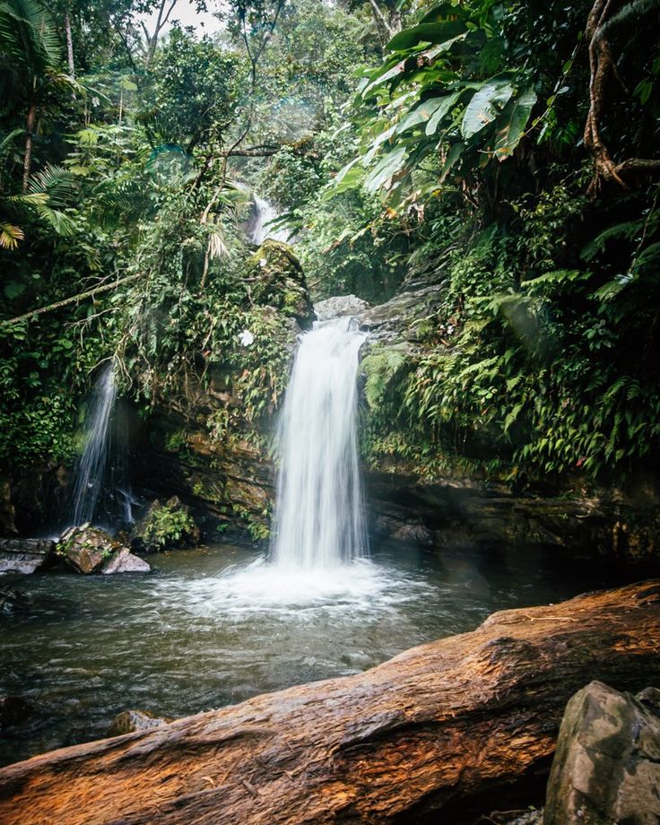 El Yunque National Forest Puerto Rico: All Questions Answered 9 El Yunque National Forest Puerto Rico: All Questions Answered